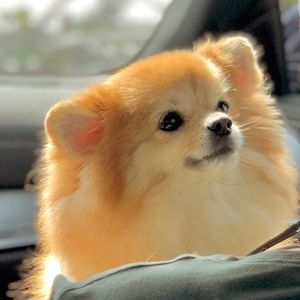 Meet your Posher, Yuna,jy